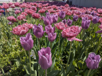 image_2025-05-04_21-35-19.png