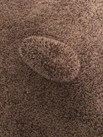 1746619757481.png
