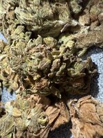 IMG_0238.jpeg