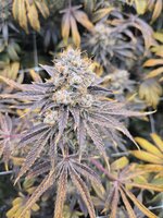purple punch.jpg