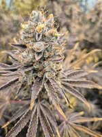 purple punch2.jpg