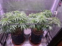 IMG_7017.jpeg