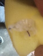 IMG_20250512_105934.jpg