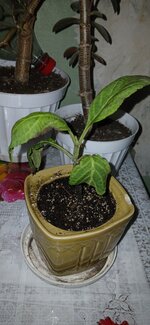 20250517_085043.jpg