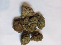 IMG_2333.jpeg