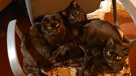 IMG_20250520_205935_767.jpg