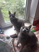 IMG_20250524_073231.jpg