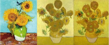 Sunflower-Collage-1140x475.jpg Sunflower-Collage-1140x475.jpg