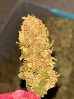 IMG_3348.jpeg