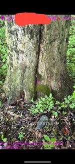 IMG_1433.jpeg
