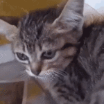 sad-cat.gif