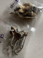 IMG_5240.jpeg IMG_5240.jpeg
