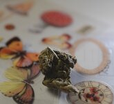 IMG_2629.jpeg