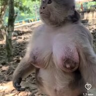 kokojambo