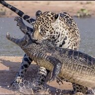 MANEATER