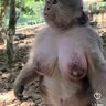 kokojambo