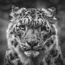 iingenio