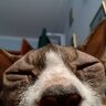 floki