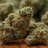 Weedy