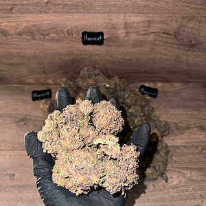 PURPLE PUNCH от Сидбанка BARNEY'S FARM ™