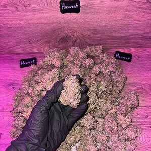 PURPLE PUNCH от Сидбанка BARNEY'S FARM ™