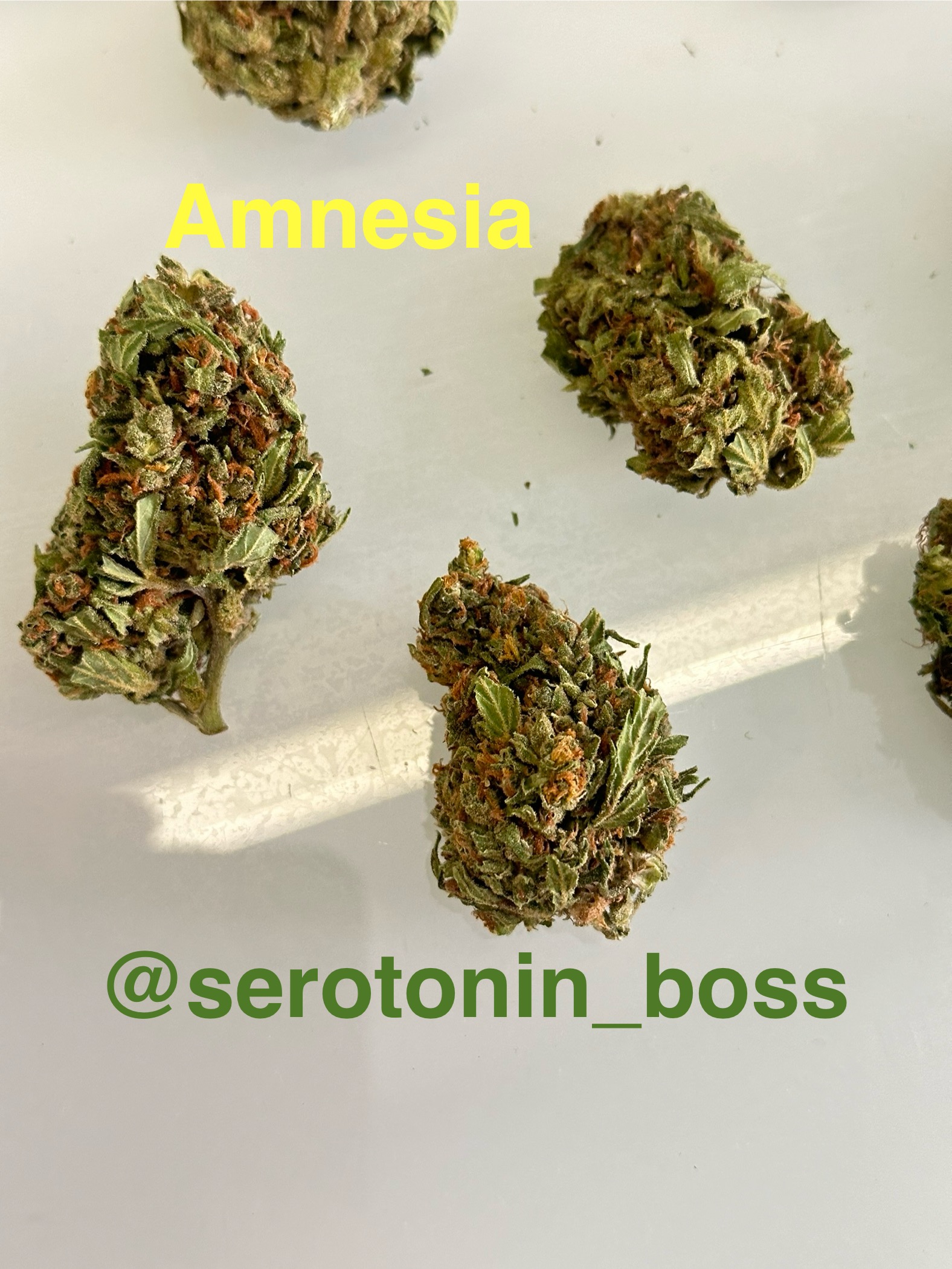 Amnesia Serotonin