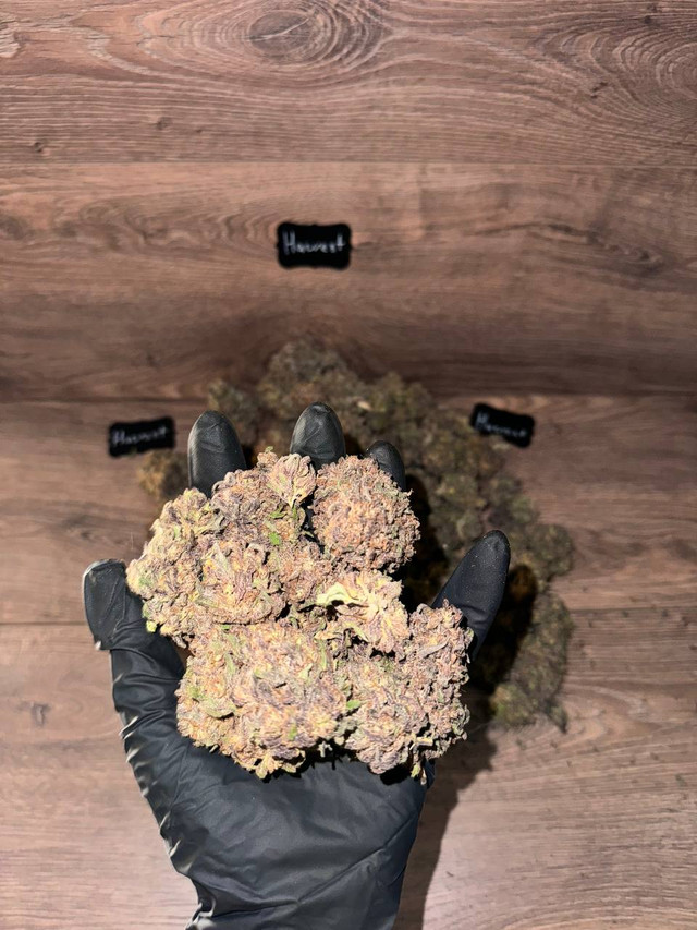 PURPLE PUNCH от Сидбанка BARNEY'S FARM ™