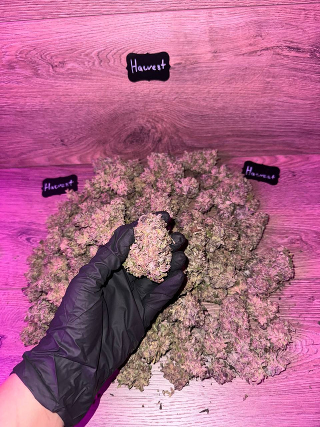 PURPLE PUNCH от Сидбанка BARNEY'S FARM ™