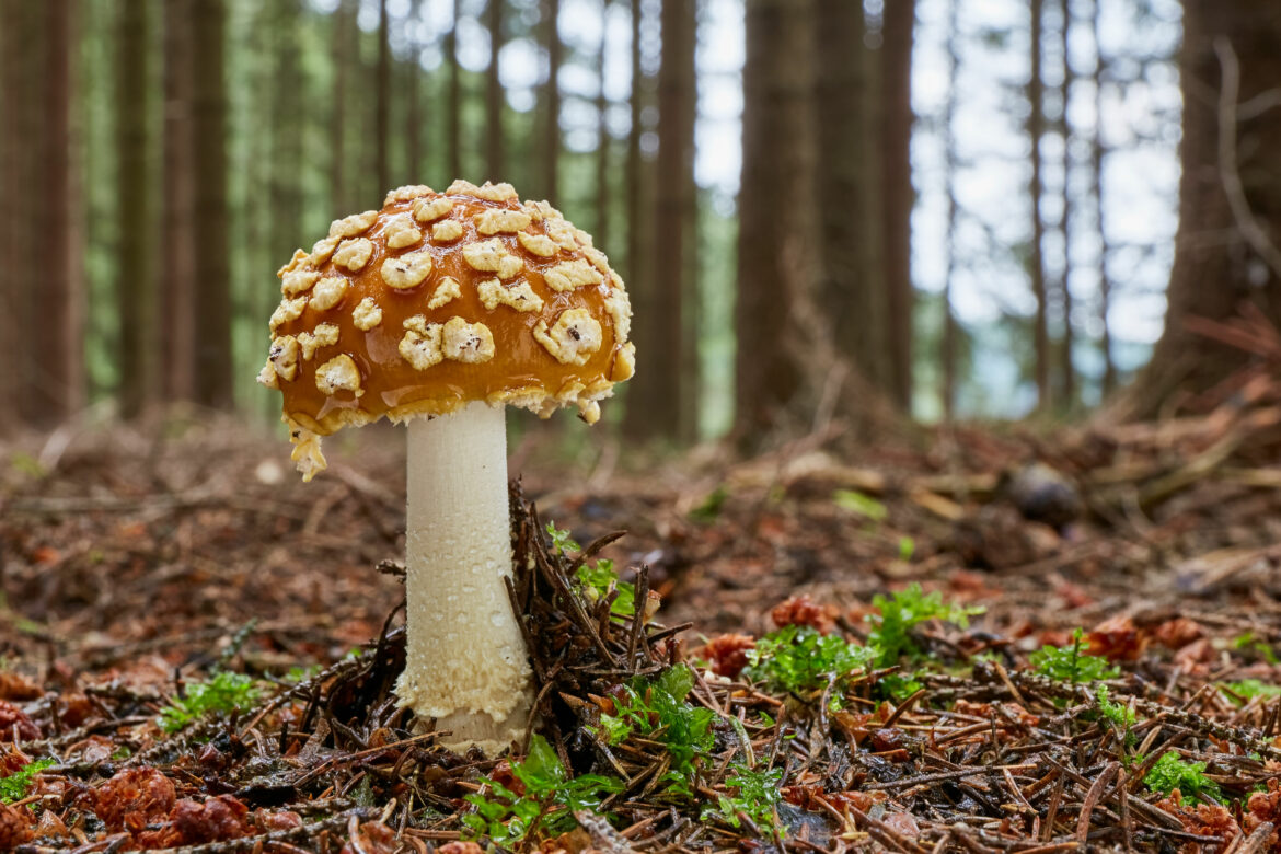 Amanita_regalis_107462499_m-1170x780.jpg