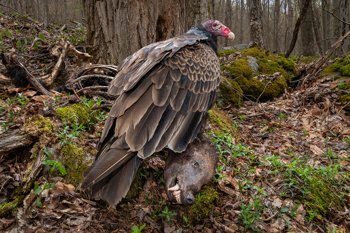 Фото: Nathaniel Peck/Bird photographer of the year