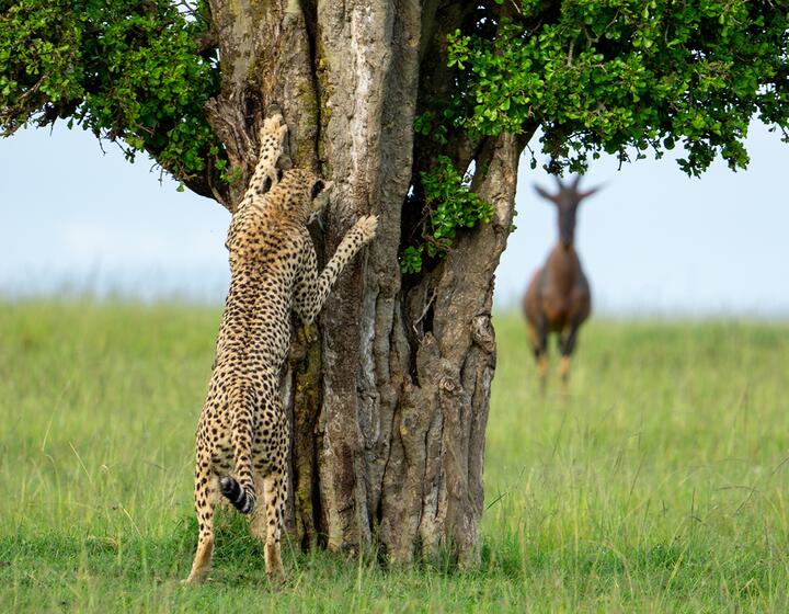 Фото: Leslie McLeod/comedywildlifephoto.com