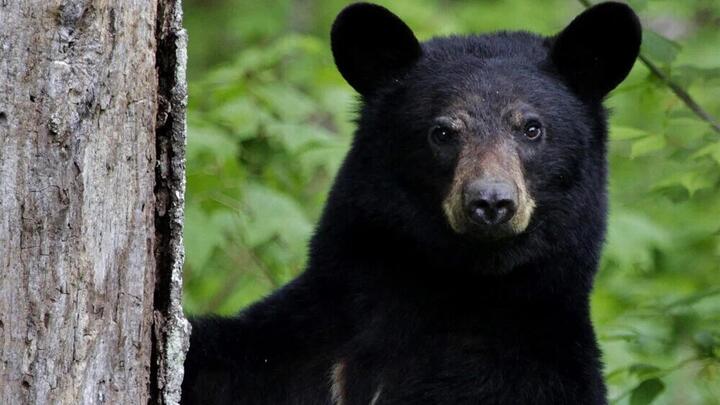 Изображение используется в качестве иллюстрации. Фото: Shenandoah National Park / Flickr (PDM 1.0)