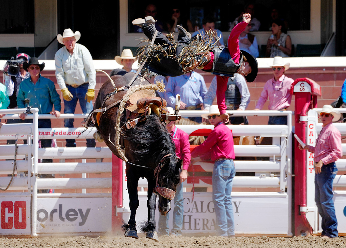Девон Хэй из Уайлдвуда, Альберта, падает с лошади во время соревнований по родео во время фестиваля Calgary Stampede в Калгари, Альберта, Канада 8 июля 2024 года. Фото: Reuters
