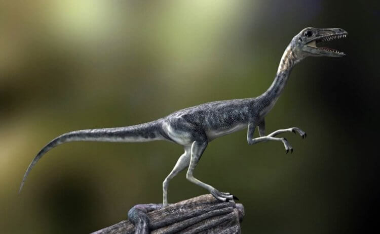 Маленькие и быстрые динозавры. Несмотря на крошечные размеры, компсогнаты тоже были очень быстрыми. Источник изображения: dinoanimals.com. Фото.
