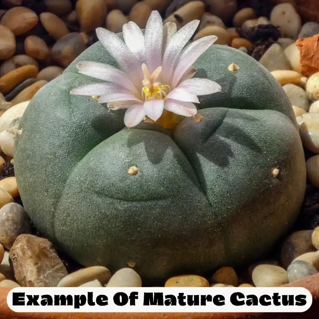 maturepeyotecactus-1024x1024.webp