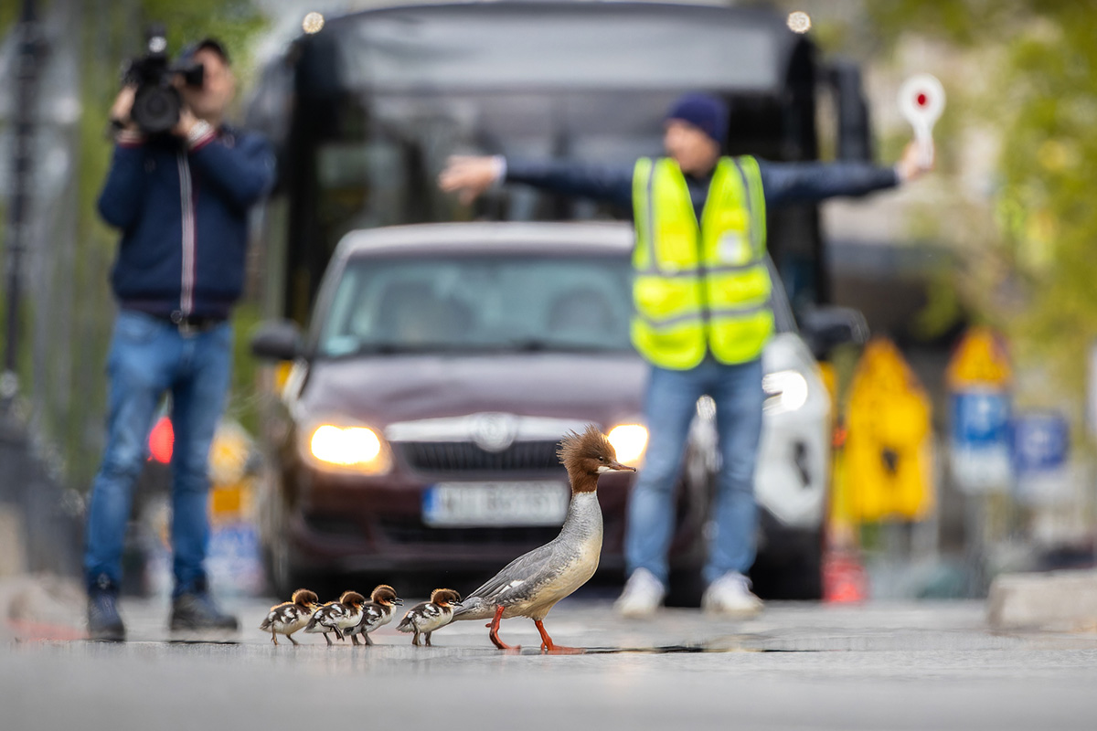 Фото: Grzegorz Dlugosz/Bird photographer of the year