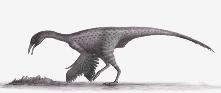 Самые быстрые динозавры в мире. Орнитомимозавры были похожи на страусов. Источник изображения: nationalgeographic.com. Фото.