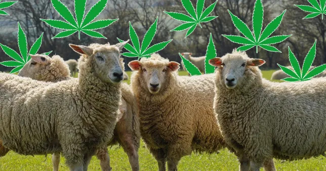 cannabis-sheeps.jpg