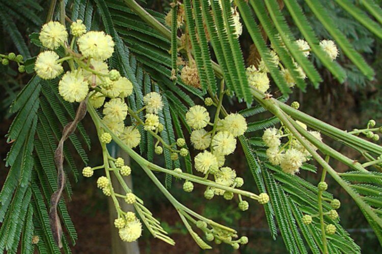 Anadenanthera-colubrina.jpg