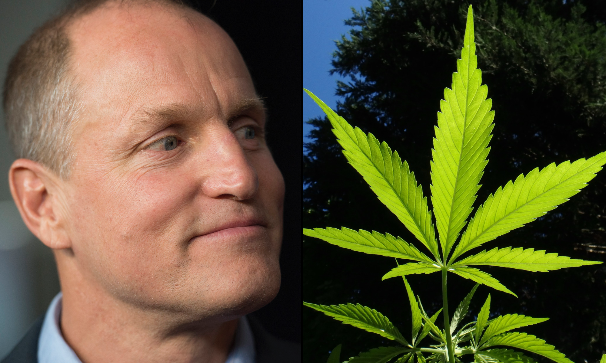 woody-harrelson-marijuana.png