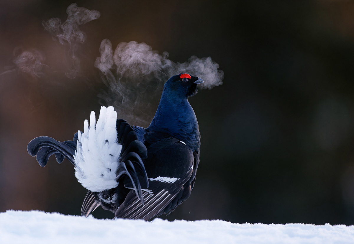 Фото: Markus Varesvuo/Bird photographer of the year