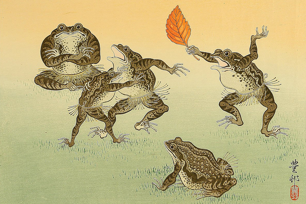 среда мои чуваки японские жабы