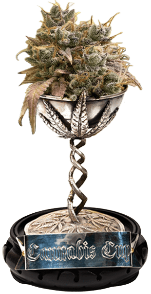 cannabis-cup.png