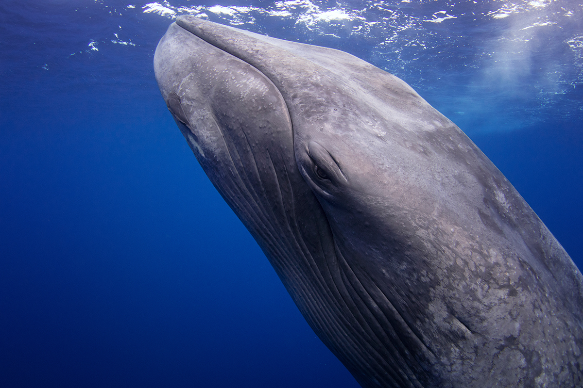 Cиний кит, Индийский океан, 2019 год. Фото: stock.adobe.com