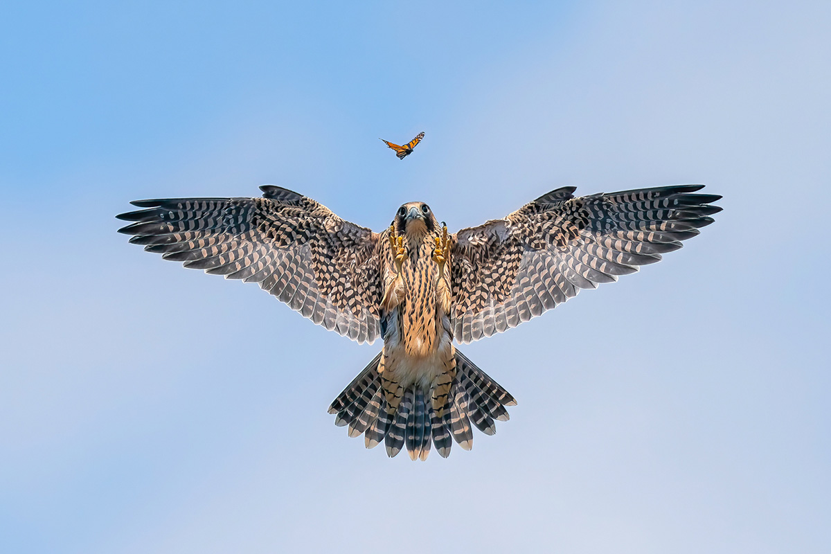 Фото: Jack Zhi/Bird photographer of the year