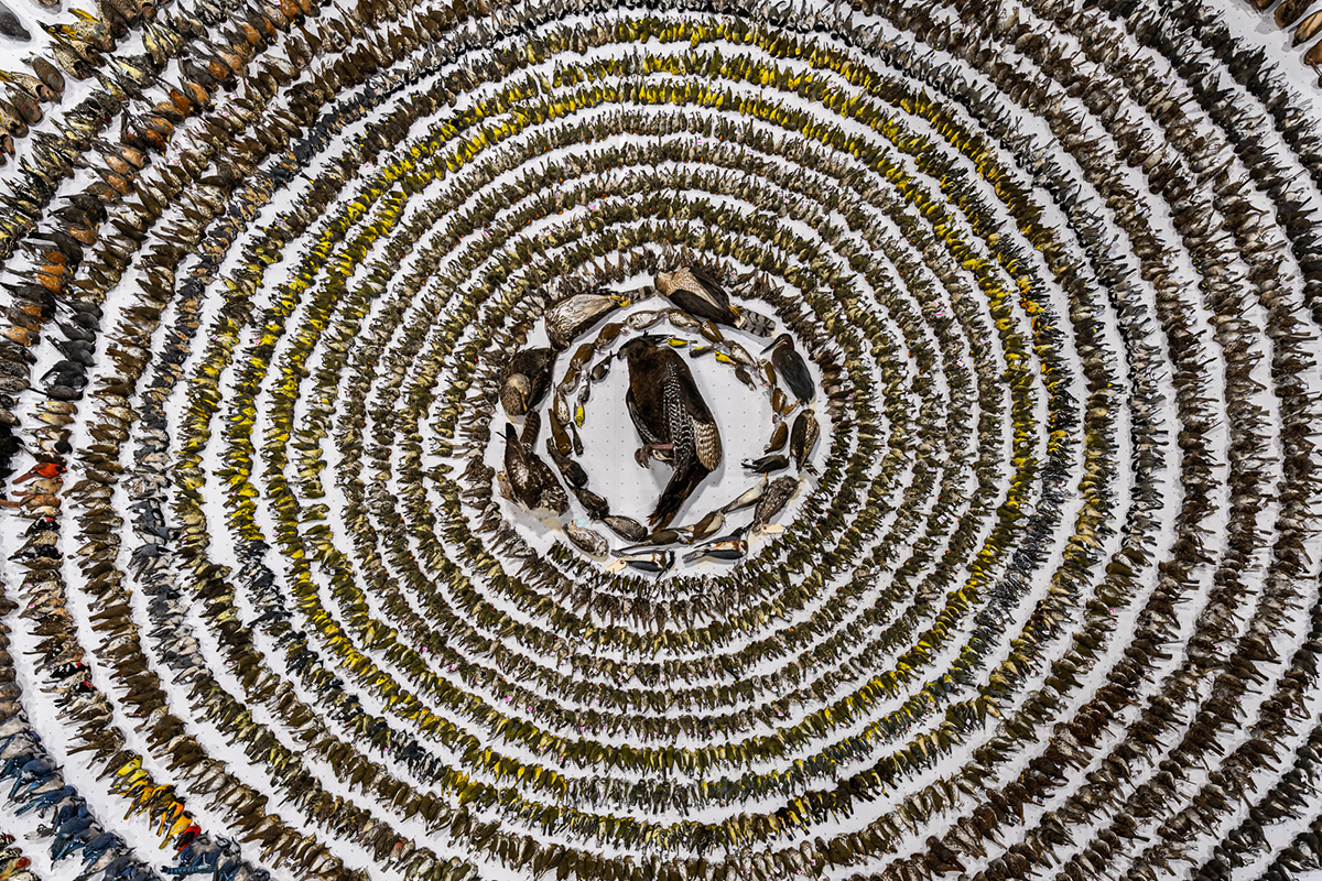 Фото: Patricia Seaton Homonylo/Bird photographer of the year