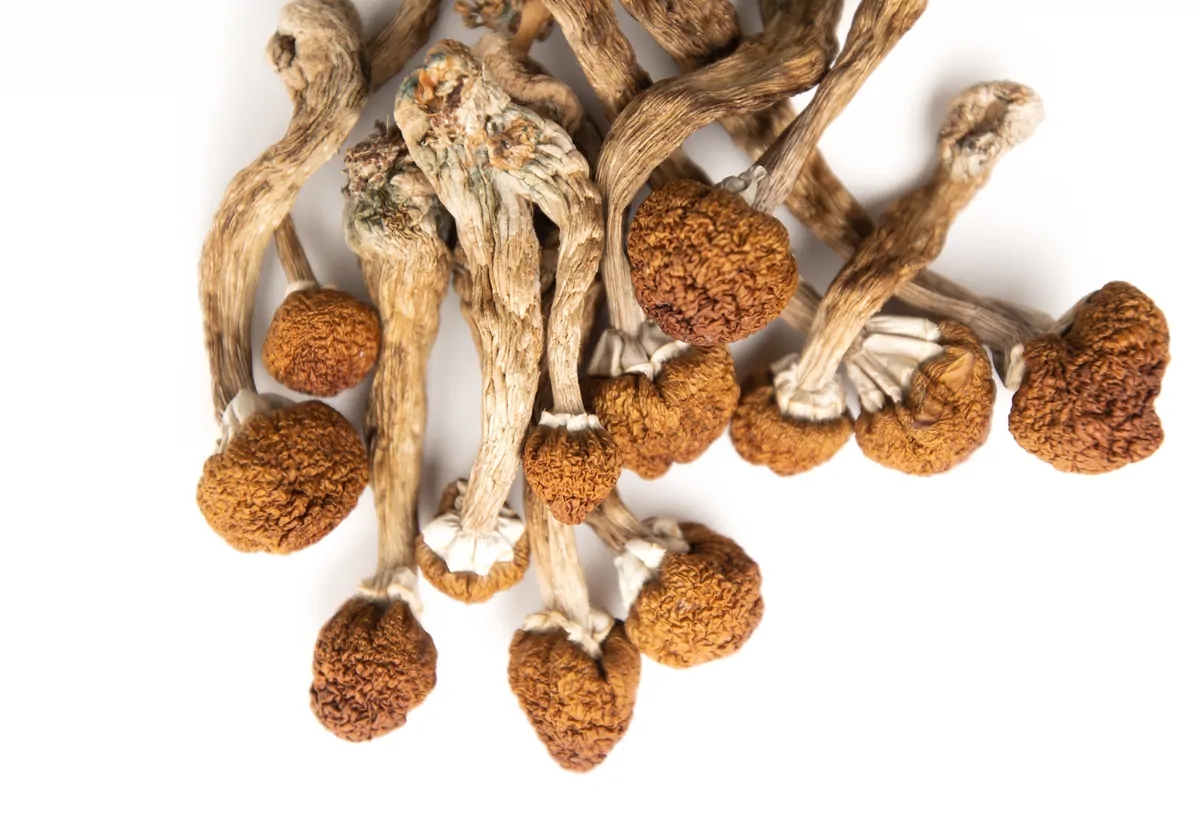 mushrooms-article-l.webp