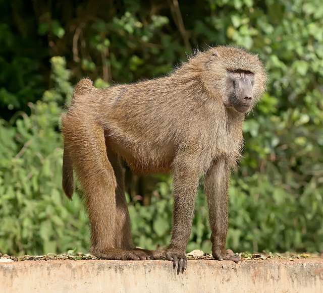 1200px-Olive-baboon-Ngorongoro-1038964198.jpg