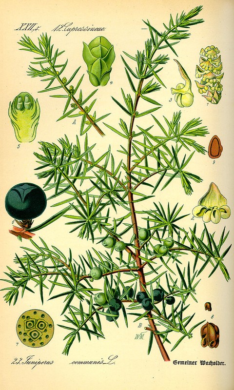 content_614px-Illustration_Juniperus_communis0.jpg