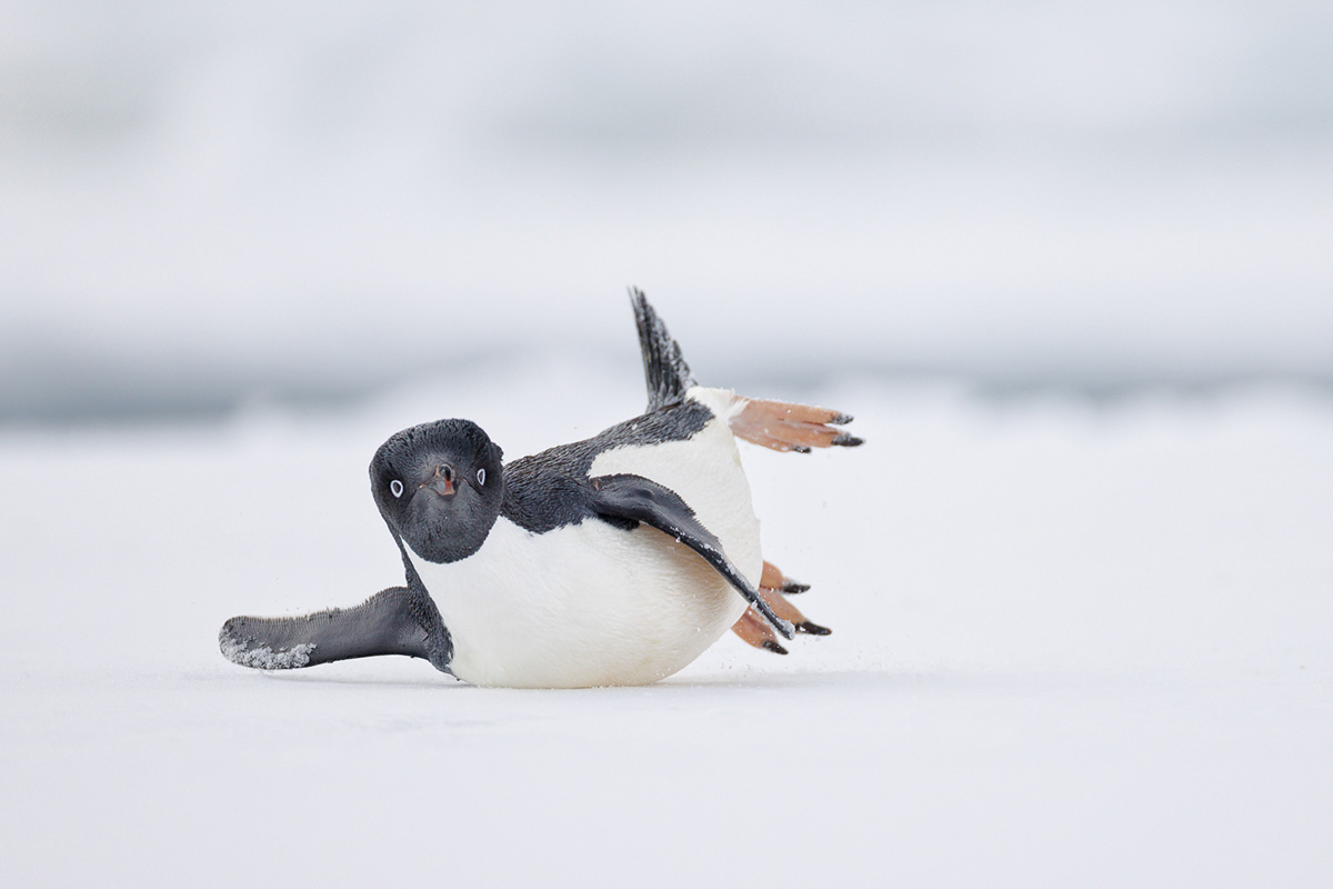 Фото: Nadia Haq/Bird photographer of the year